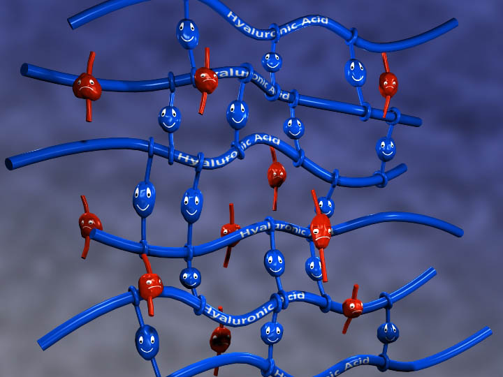 molécules d’acide hyaluronique libres